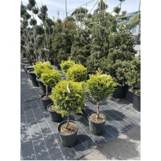 Купрессоципарис Лейланда «Голд Райдер» (Cupressocyparis leylandii 'Gold Rider')  чупа чупс 70-80 см